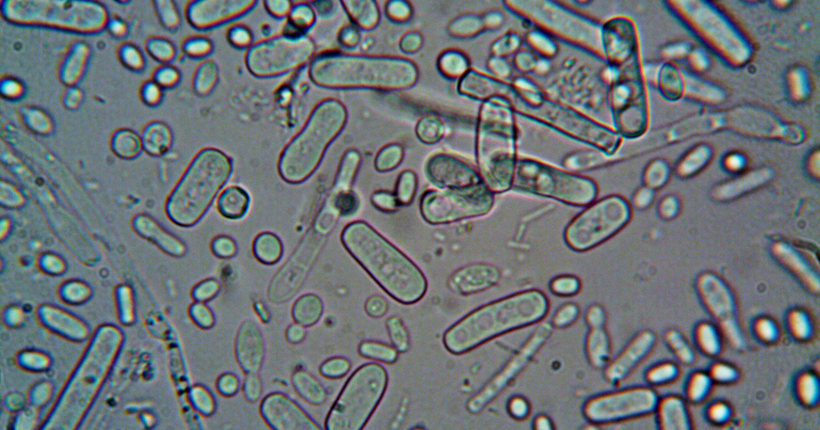 Imagen de bacterias